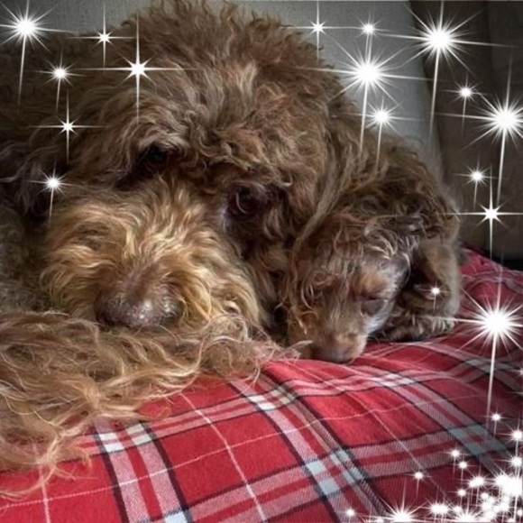 Meet your Posher, Brenda - Picture 1 of 1